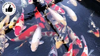 Konishi Koi Verkaufsbecken Japan Koi Siess