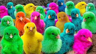 World Cute Chickens, Colorful Chickens,Rainbow Chickens, Cute Ducks, Birds, Rabbits, Cute Animals🐤🐣🐟