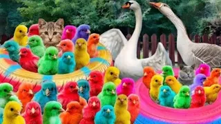 catching chickens colorful chicken Rainbow chicken cute Animals 24