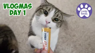 Vlogmas Cats - Vlogmas Day 1 2020 - Lucky Ferals