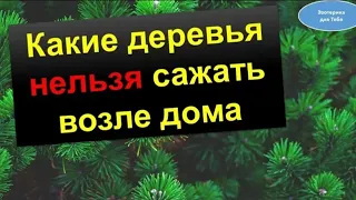 Какие деревья нельзя сажать рядом с домом