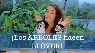 ¡Como los ÁRBOLES hacen que LLUEVA!