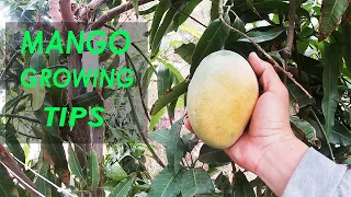 The Secret To Growing Mango | Growing Tips