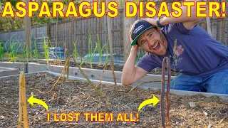 Don't Make This Mistake Growing ASPARAGUS! I Lost ALL Of Mine!🤦‍♂️