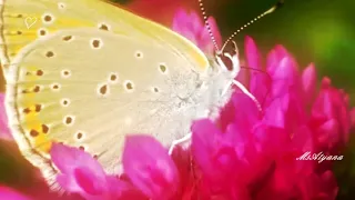 Ретро 50 е - Пчёлка и бабочка - Николай Никитский (клип)