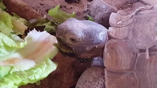 Desert Tortoise ("Turtle") eating crunchy greens