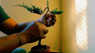 Wiring and making a Shari on a Literati Style Bonsai