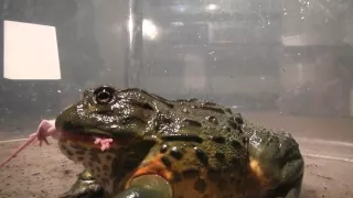 Giant African Bullfrogs eating everything in sight (including mice)