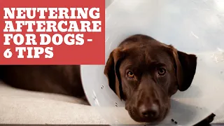 Neutering Aftercare For Dogs - 6 Tips