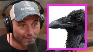 Joe Rogan - Ravens Are Smarter Than Chimps!