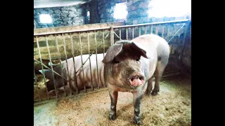 Реалізація🐷 Свинини 🐖в Сільській місцевості🏠🇺🇦🇺🇦🇺🇦