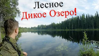 Поиски Щуки на Глухом Озере! Лось и Бобер где-то рядом.. UHD