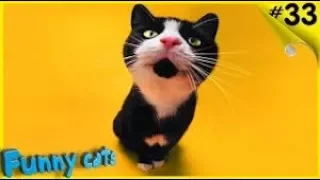 Смешные кошки приколы про кошек и приколы котов #33 (Топовая подборка 2018)