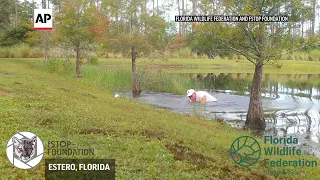 Florida man rescues puppy from alligator