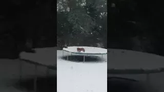 Foxes Playing on the Trampoline in the Snow
