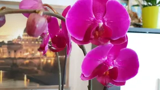 Цветущие орхидеи 🌿🦋🌿Жемчужина императора и Magic Art 🌿🦋🌿волшебное искусство🌿