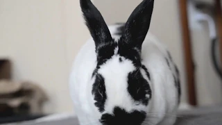 Super Loud Rabbit Tooth Click | Happy Bunny ASMR Sounds