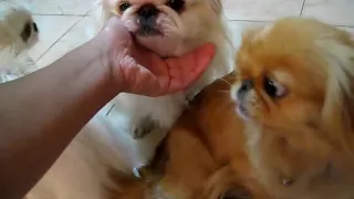 Pekingese dogs - Mother and her two daughters