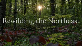 Rewilding the Northeast