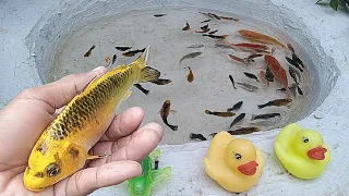 Woww..Very Happy Catching Beautiful Koi Fish, Lots  Of Molly Fish And Finding Lots Of Cute Toys