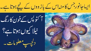 Facts About Octopus In Urdu/Hindi |اکٹوپس کے متعلق دلچسپ معلومات