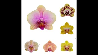 💙💛Покращена версія / Catalog of yellow phalaenopsis /Floricultura / ЖОВТІ фаленопсиси з НАЗВАМИ