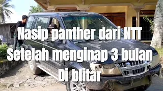 Kangen kabar panther dari NTT, gimana nasipnya sekarang setelang berbulan bulan ndongkrok