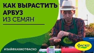 Как вырастить арбуз из семян