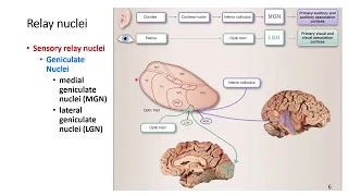 Sensory Nuclei of Thalamus