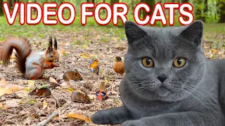 Cat TV for Cats to Watch 😺 Bird and Squirrel Videos 🐿️ TV for Cats & Dogs 4K HDR 24  Hours