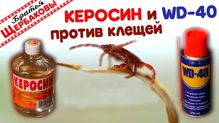 КЕРОСИН И WD-40 ПРОТИВ КЛЕЩЕЙ. ТЕСТ народного средства…