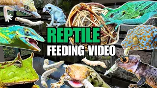 FEEDING MY PET REPTILES 40 SILKWORMS + FEEDING GREEN TREE MONITOR LIZARDS INSIDE A GIANT VIVARIUM