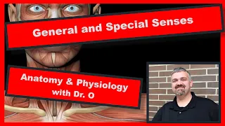 General and Special Senses:  Anatomy and Physiology