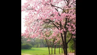 Tabebuia Rosea #landscape