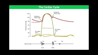 The Cardiac Cycle - Pressure Changes