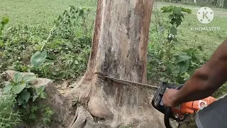 dangerous leaning tree katting... STIHL ms 881.