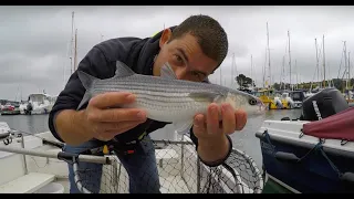 Sea Fishing UK - Fishing For Mullet - Catching mullet With Bread | The Fish Locker