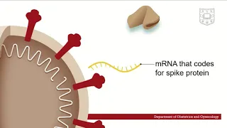 COVID Vaccine  How it works