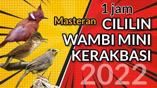 Masteran burung kombinasi cililin, kerakbasi, wambi mini terbaru 2022