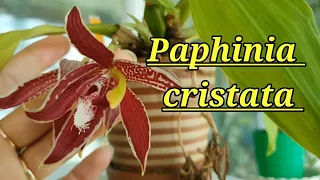 Paphinia cristata всё ещё цветёт.