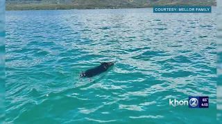 WATCH: Kailua family rescues pig two miles out at sea