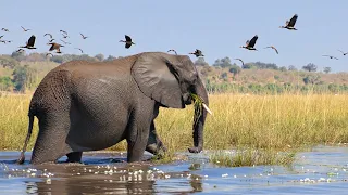 Chobe Under Canvas Jun 2023