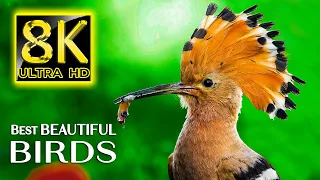 Best Beautiful BIRDS COLLECTION in 8K ULTRA HD - Nature Sounds Relaxing Music with Birds Chirping