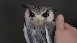 Eulenkuscheln gegen Alltagsstress