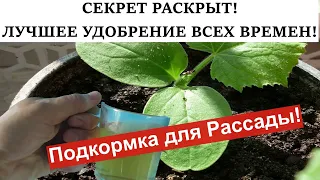 СЕКРЕТ РАСКРЫТ! ЛУЧШЕЕ УДОБРЕНИЕ ВСЕХ ВРЕМЕН! Подкормка для Рассады