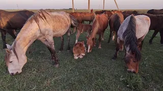 Приплод 🐎😊