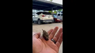 Baby Humming Bird Finds New Friend || ViralHog