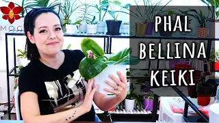 Phalaenopsis bellina keiki - Update after division
