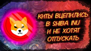 КИТЫ SHIBA INU ПРОДОЛЖАЮТ ПАМПИТЬ/ ЧТО БУДЕТ, ЕСЛИ ОНИ УЙДУТ?