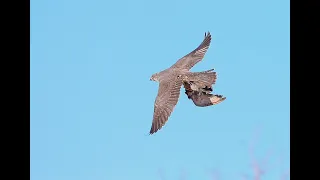 Ястреб и Сокол пришли на охоту | Hawk and Falcon come hunting